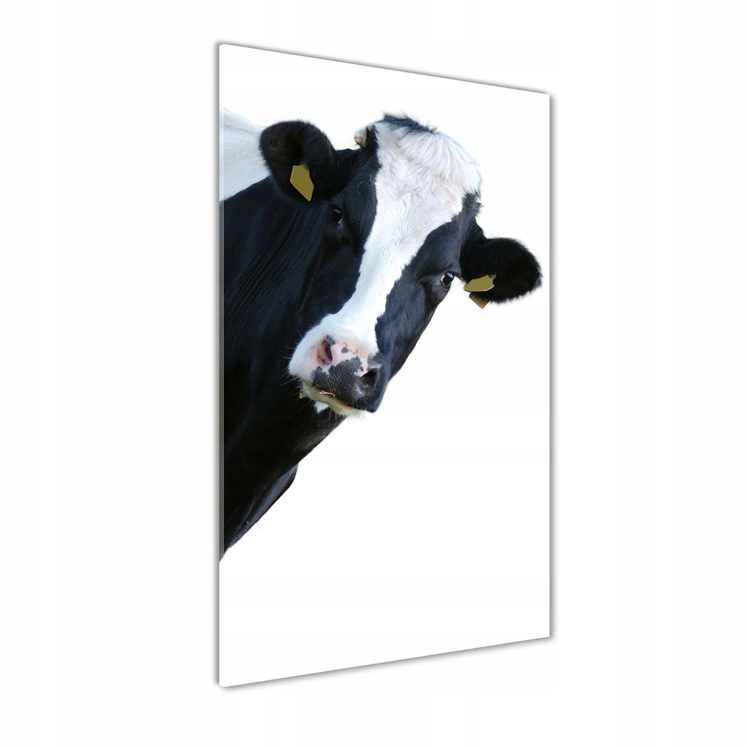 

Foto obraz szkło hartowane Łaciata krowa 50x100 cm