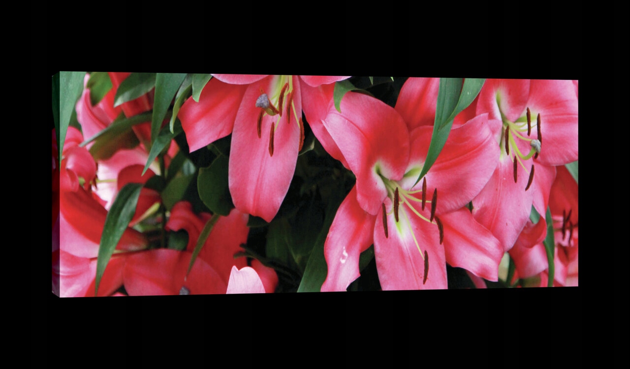 Obraz 145x45 Lilie růžové květy příroda svěžest krása léto zahrada