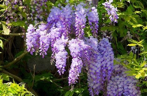 Wisteria chińska PROLIFIC