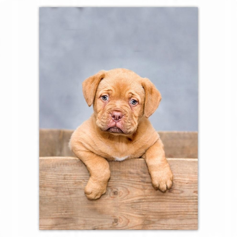

Naklejki 50x70 Szczeniak DogueDeBordeaux