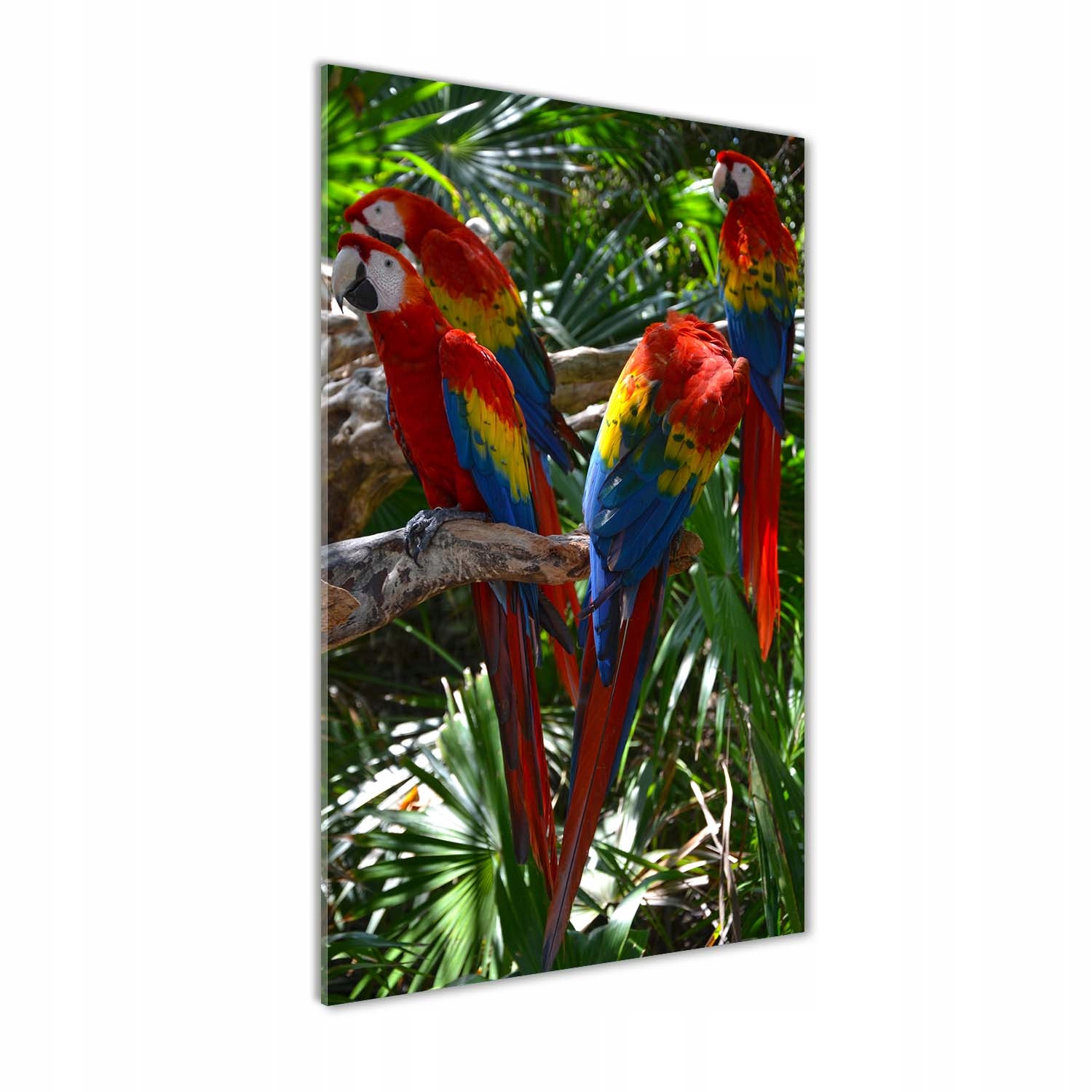 

Foto obraz akrylowy na ścianę Papugi Ary 60x120cm