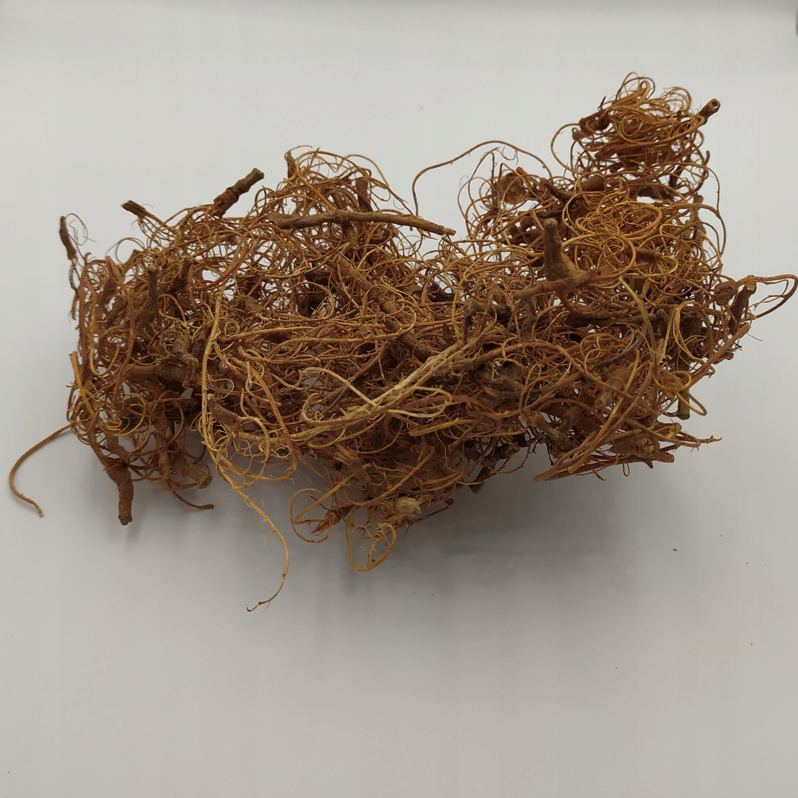 

Korzonki curly moss 20g ozdoba terrarium