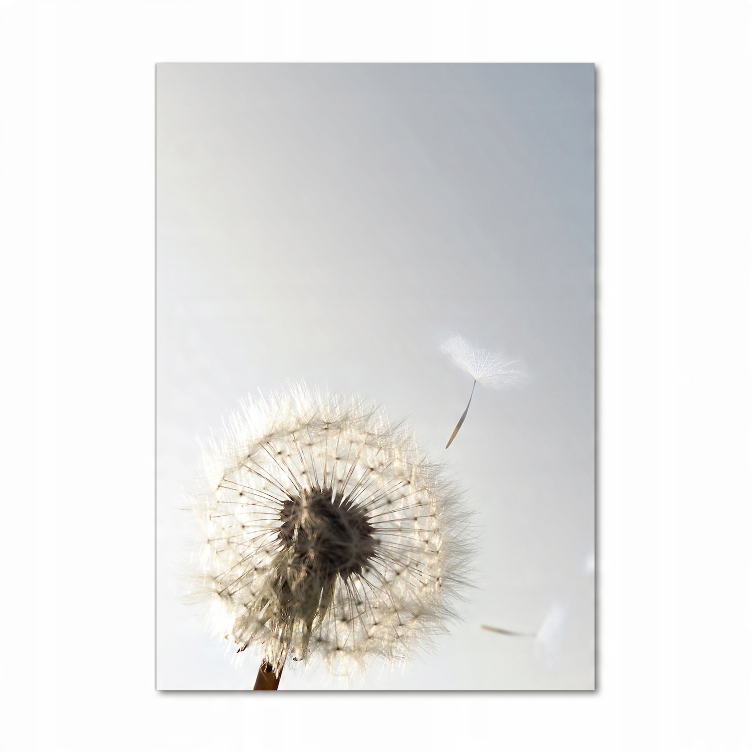 

Foto obraz akrylowy na ścianę Dmuchawiec 70x100cm