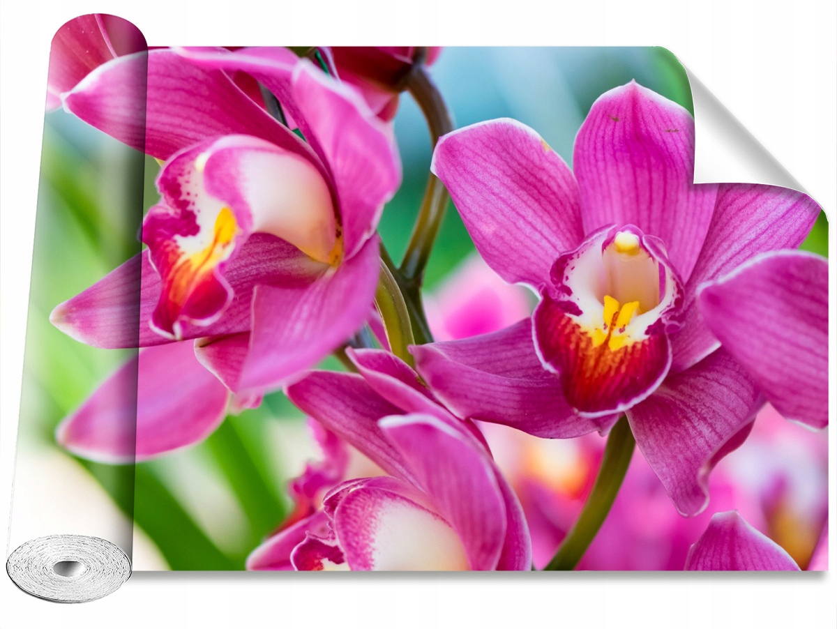 

Tapeta Samoprzylepna Różowe orchidee 104x70