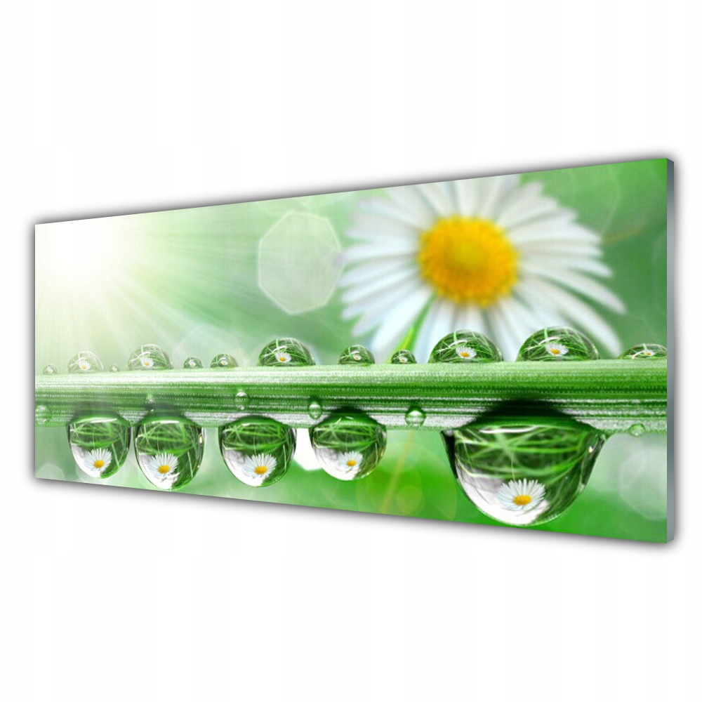 

Fotoobraz akryl 125x50 Rosa Liść Stokrotki Natura