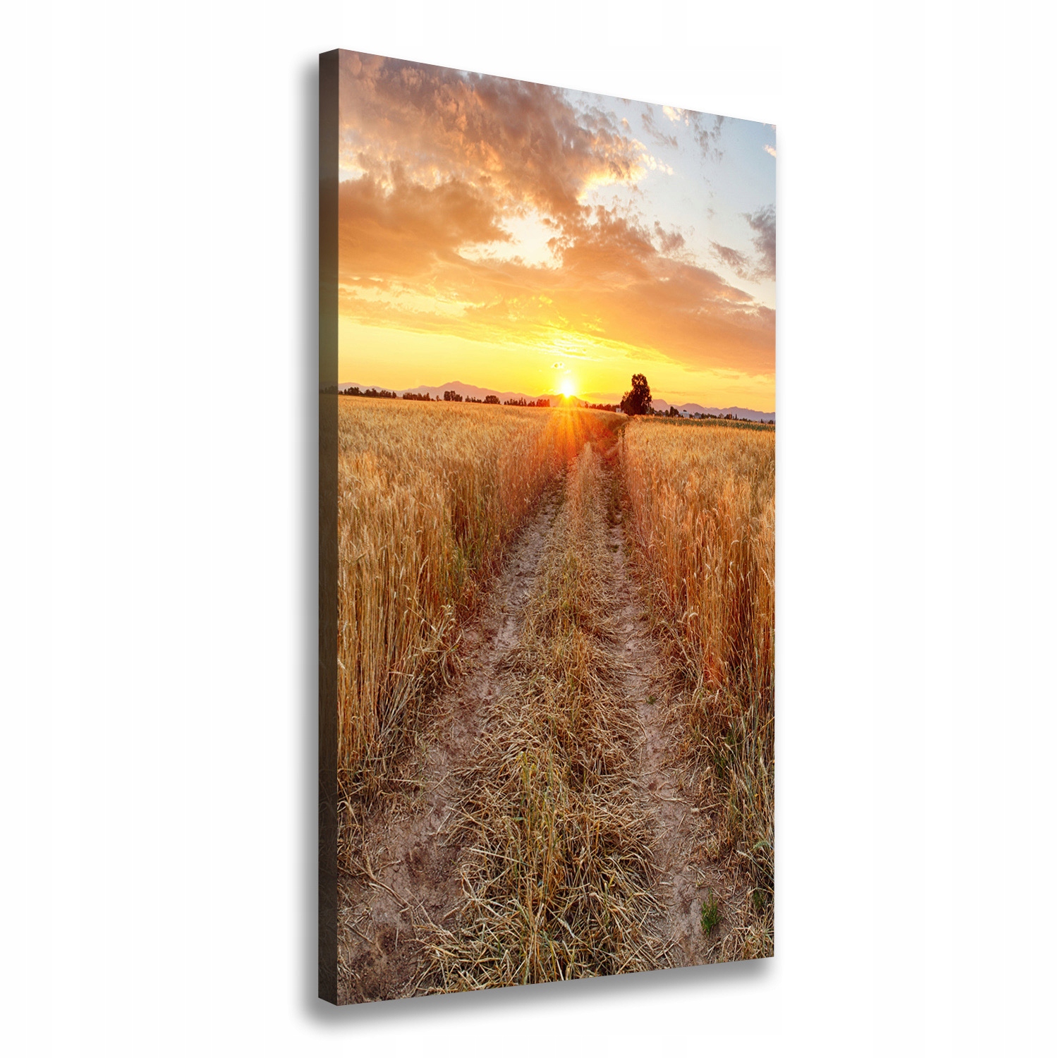 

Foto obraz na płótnie Pole pszenicy 60x120 cm