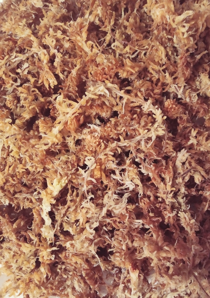 

Mech Sphagnum Moss Torfowiec Premium 1L