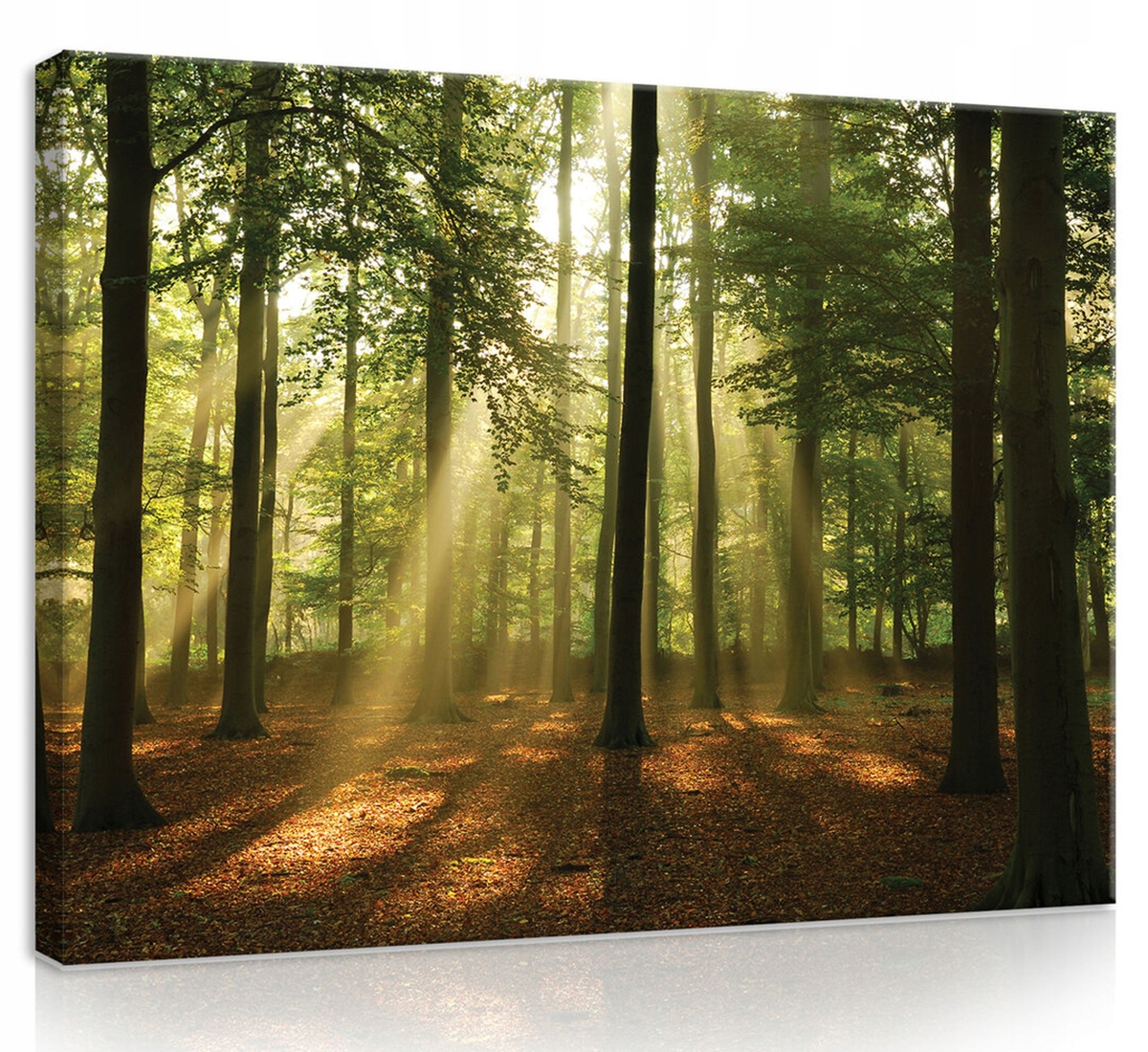 Obraz Na Plátně Canvas 80x60 Les Stromy Slunce