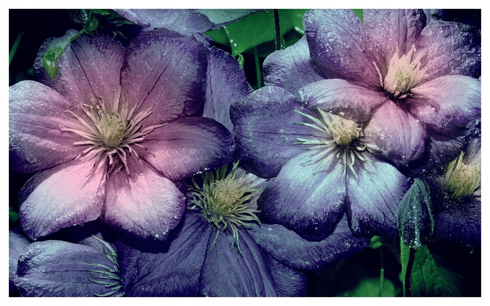 Fototapeta Klematis jemné květiny harmonie v domě 200x140 lepidlo