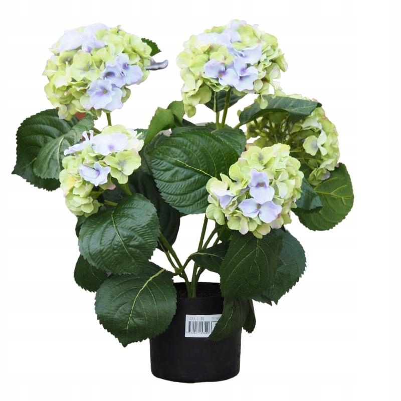 

Zielono-fioletowa hortensja w doniczce wys. 40 cm