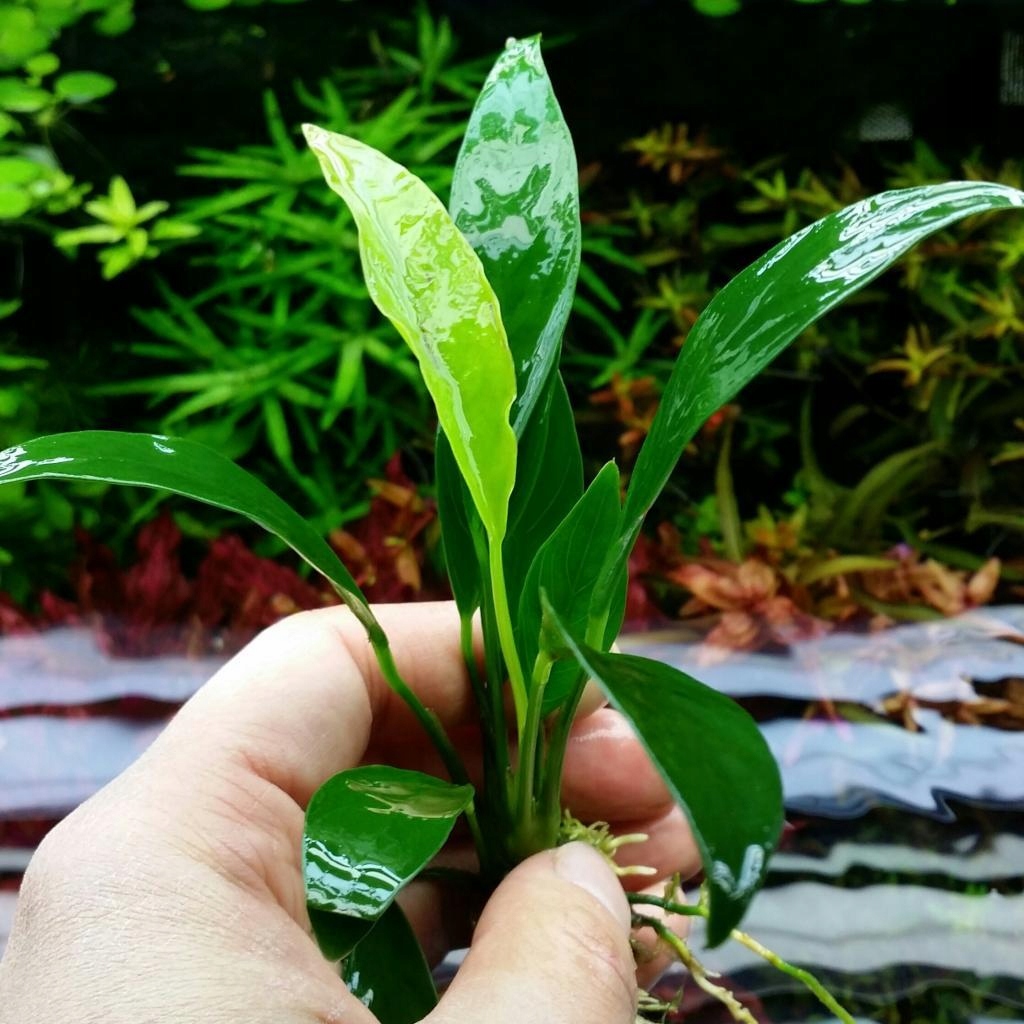 Anubias congensis (Anubias kongijski) - SONGROW (koszyk)