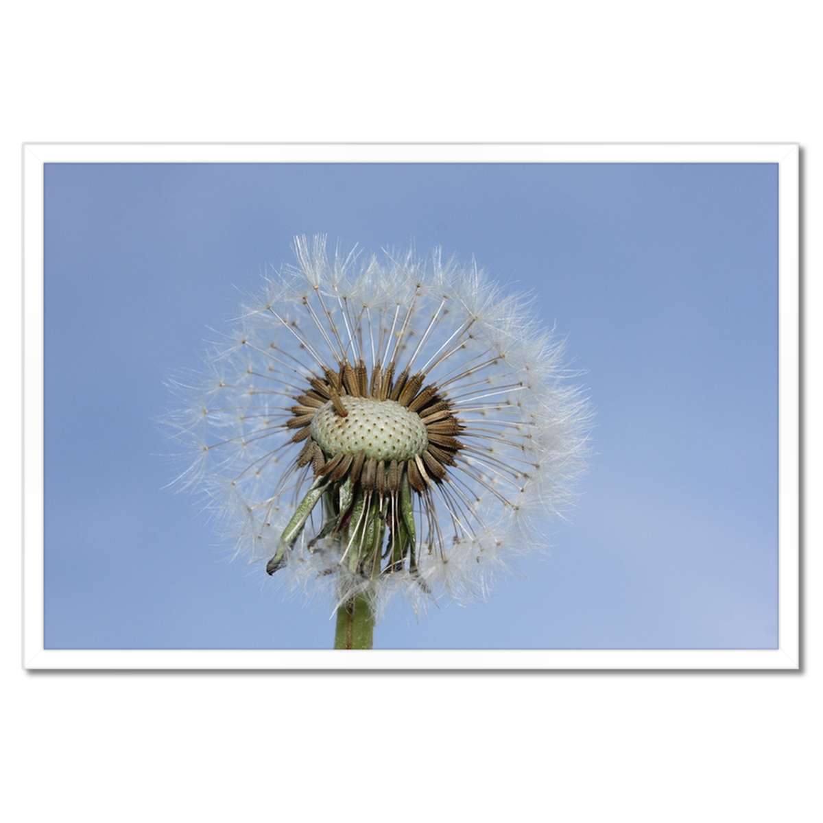 Plakáty v rámu 60x40 Pampeliška Květina Květiny