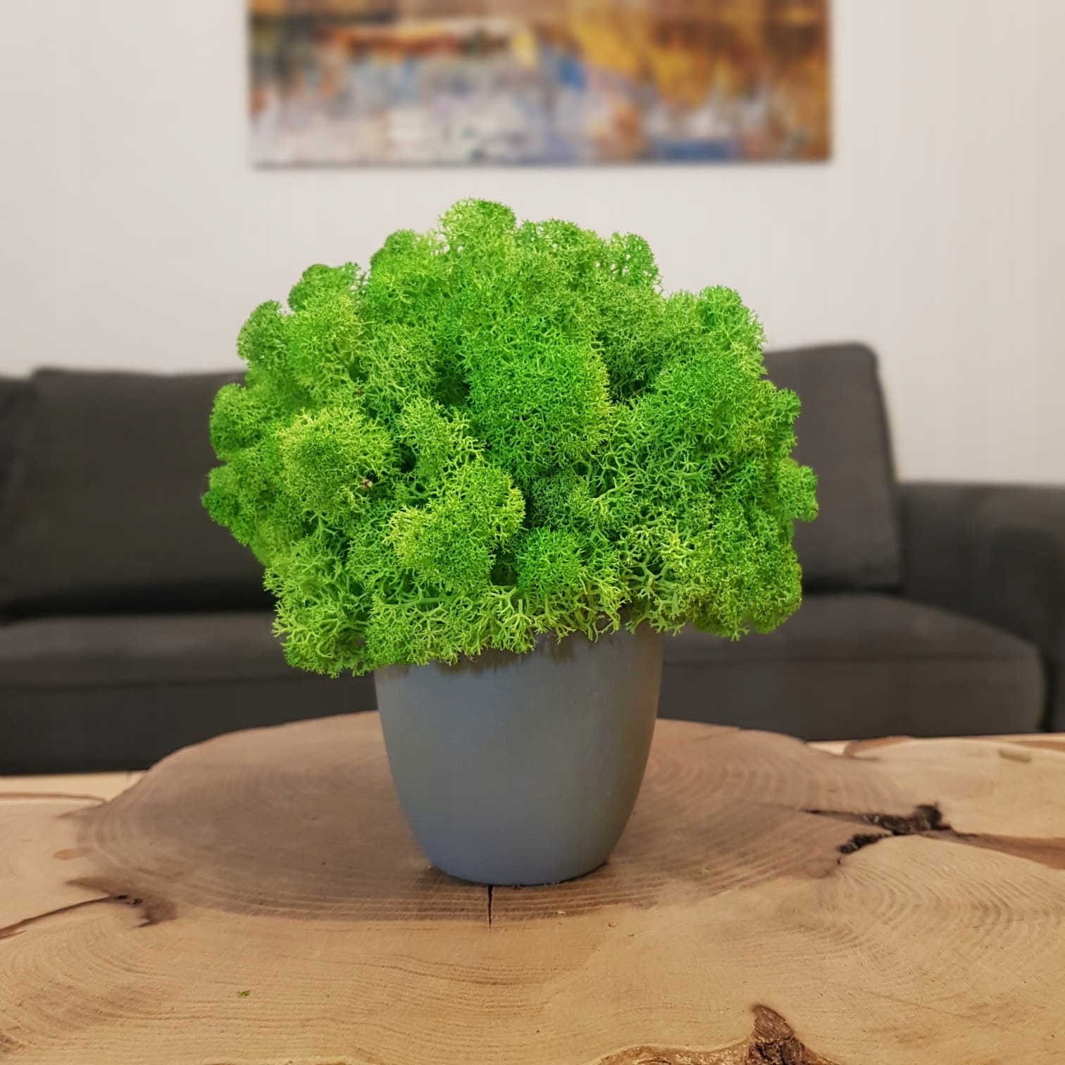 Chrobotek w Doniczce Mech Ozdoba Prezent HIT!! Wysokość produktu 16 cm