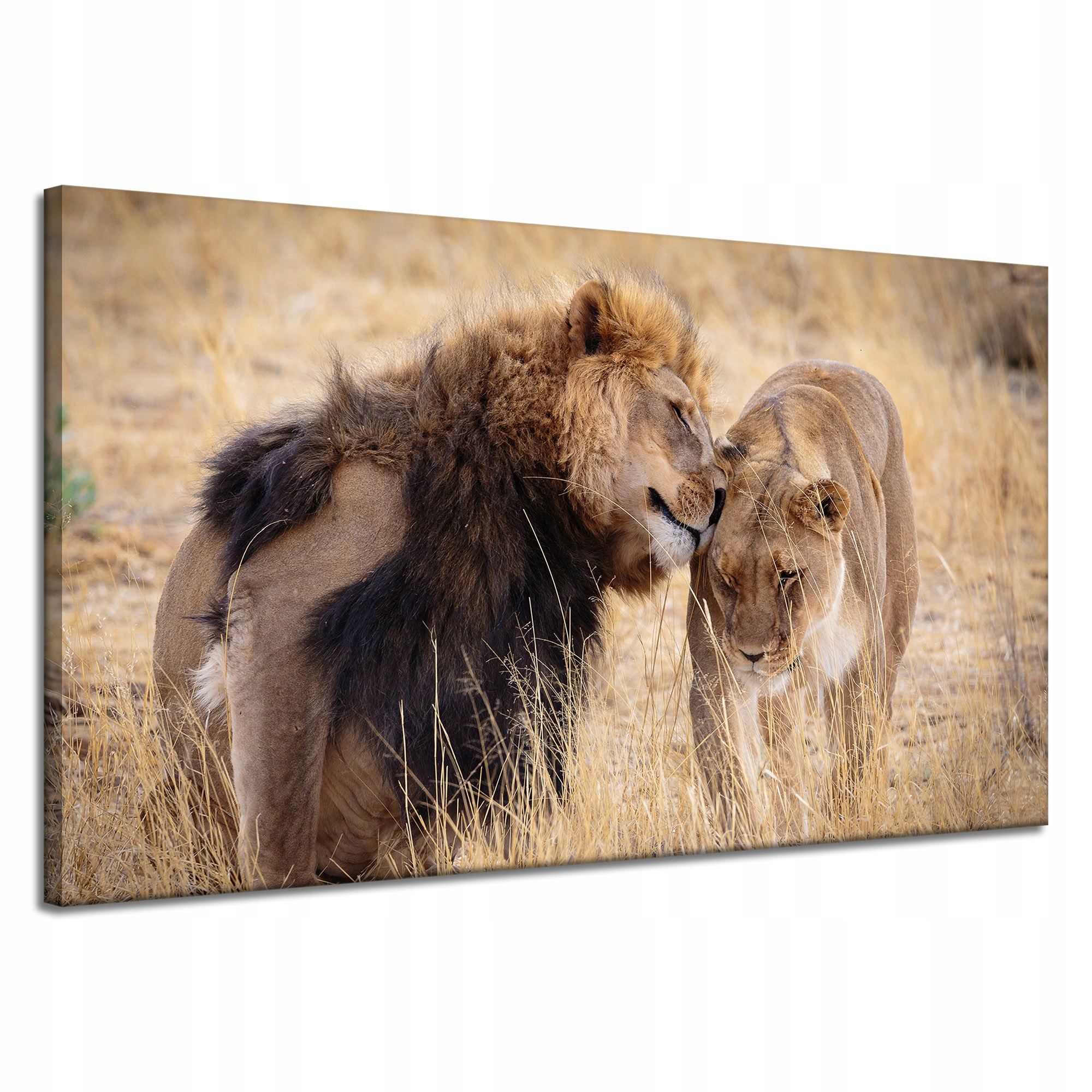 Obraz na plátně Pár Lvů Láska Savana Příroda 120x70 cm