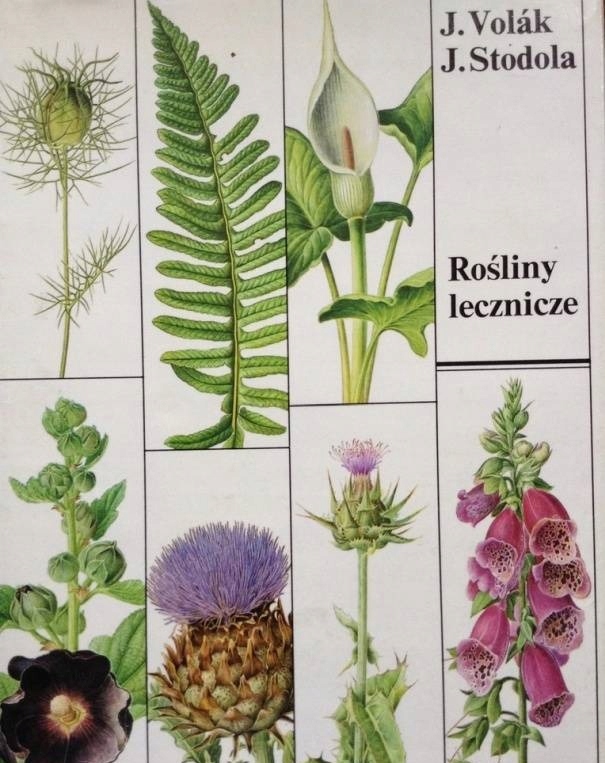 VOLAK ROŚLINY LECZNICZE
