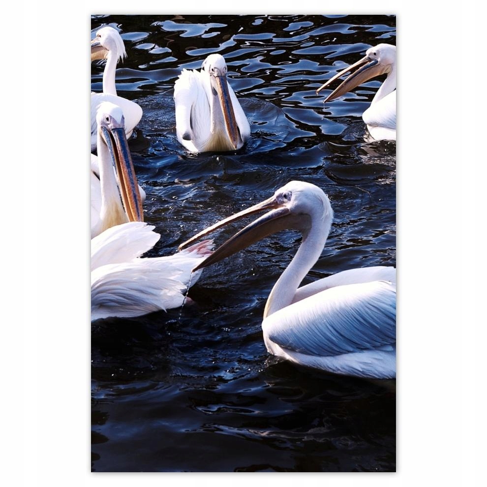 

Plakaty 40x60 Wodne ptaki