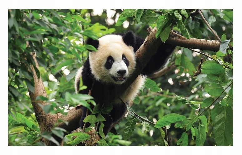 Tapeta Do Dětského Pokoje Panda Džungle Fototapeta Dětská 368x254