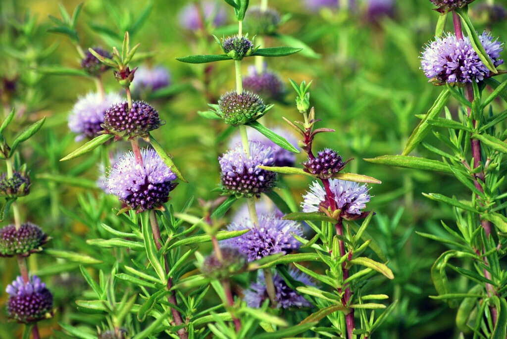 MIĘTA JELENIA NIEBIESKA Intensywny Zapach