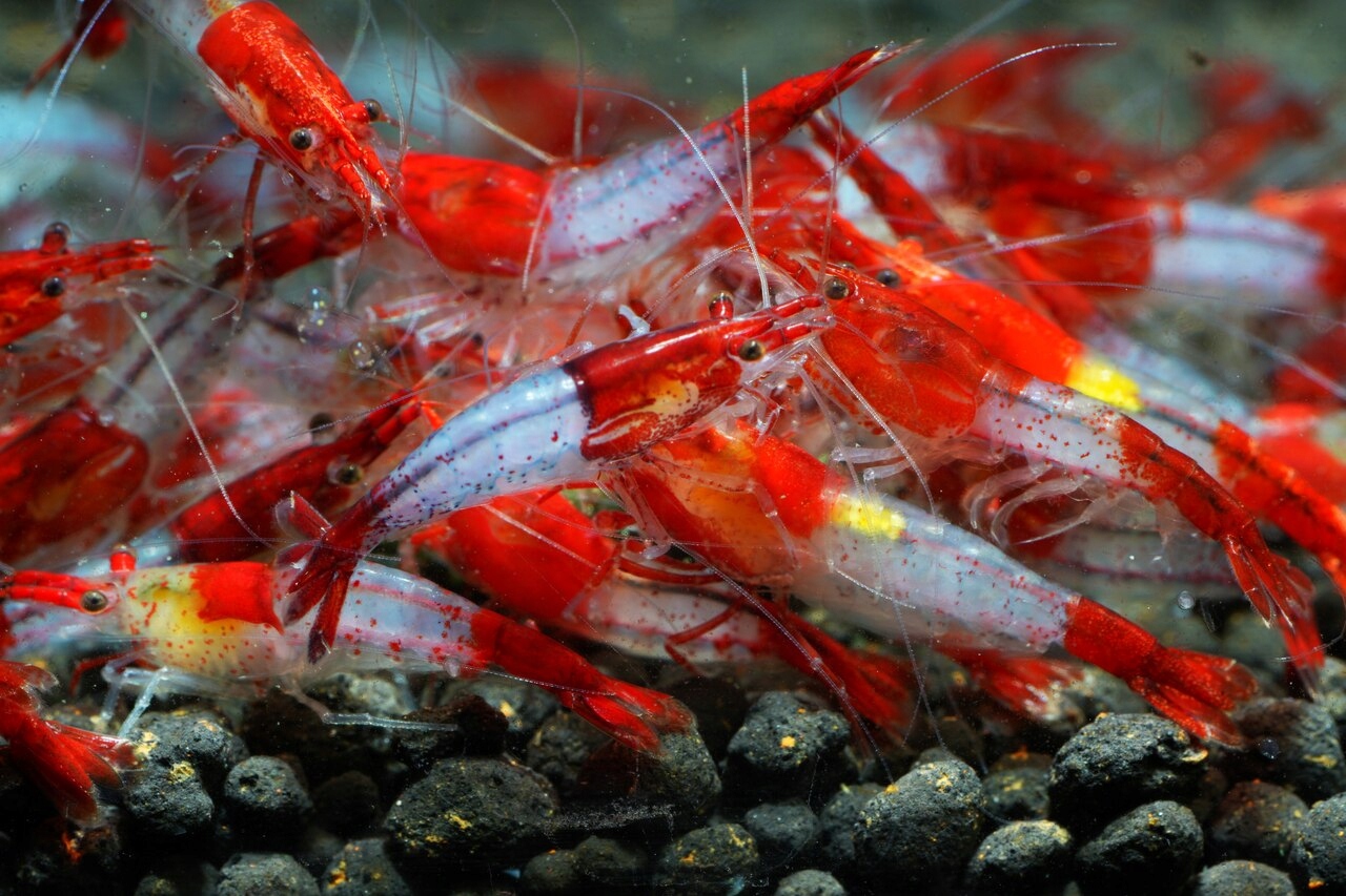Krewetki Neocaridina Red Rilli