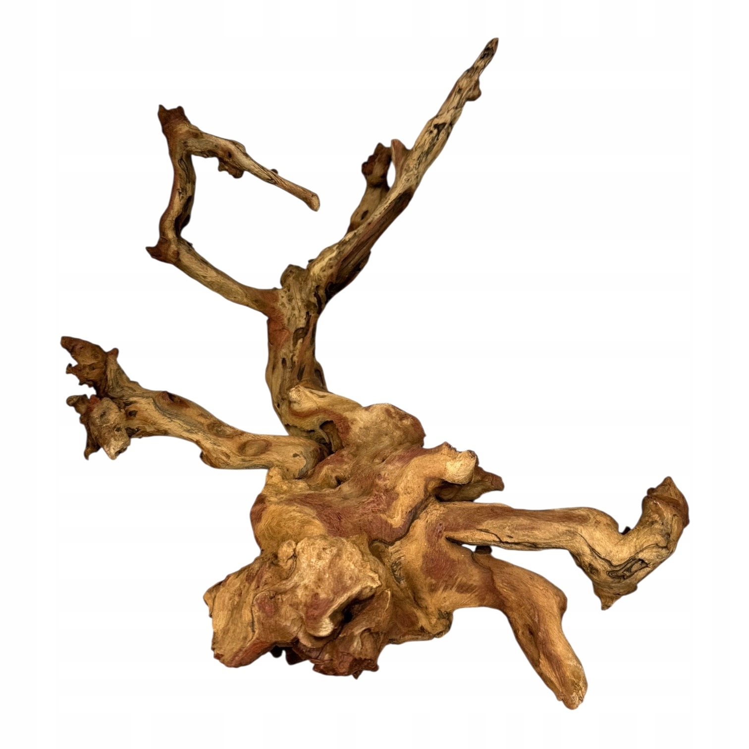 BioRoot Coral Wood L 40-60 cm Korálový kořen pro terária a akvária
