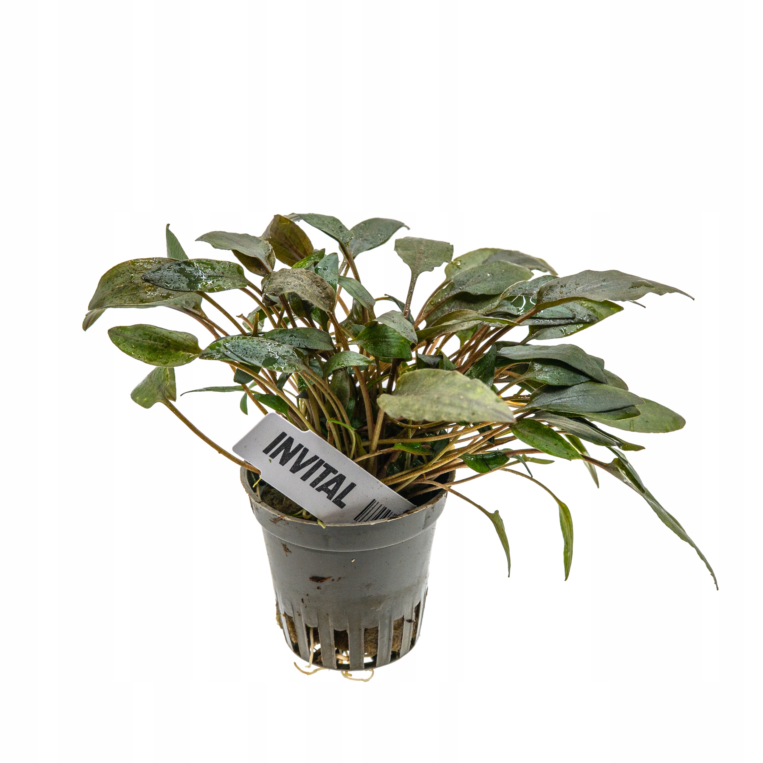INVITAL Cryptocoryne becketii koszyk Ø 5,5 cm