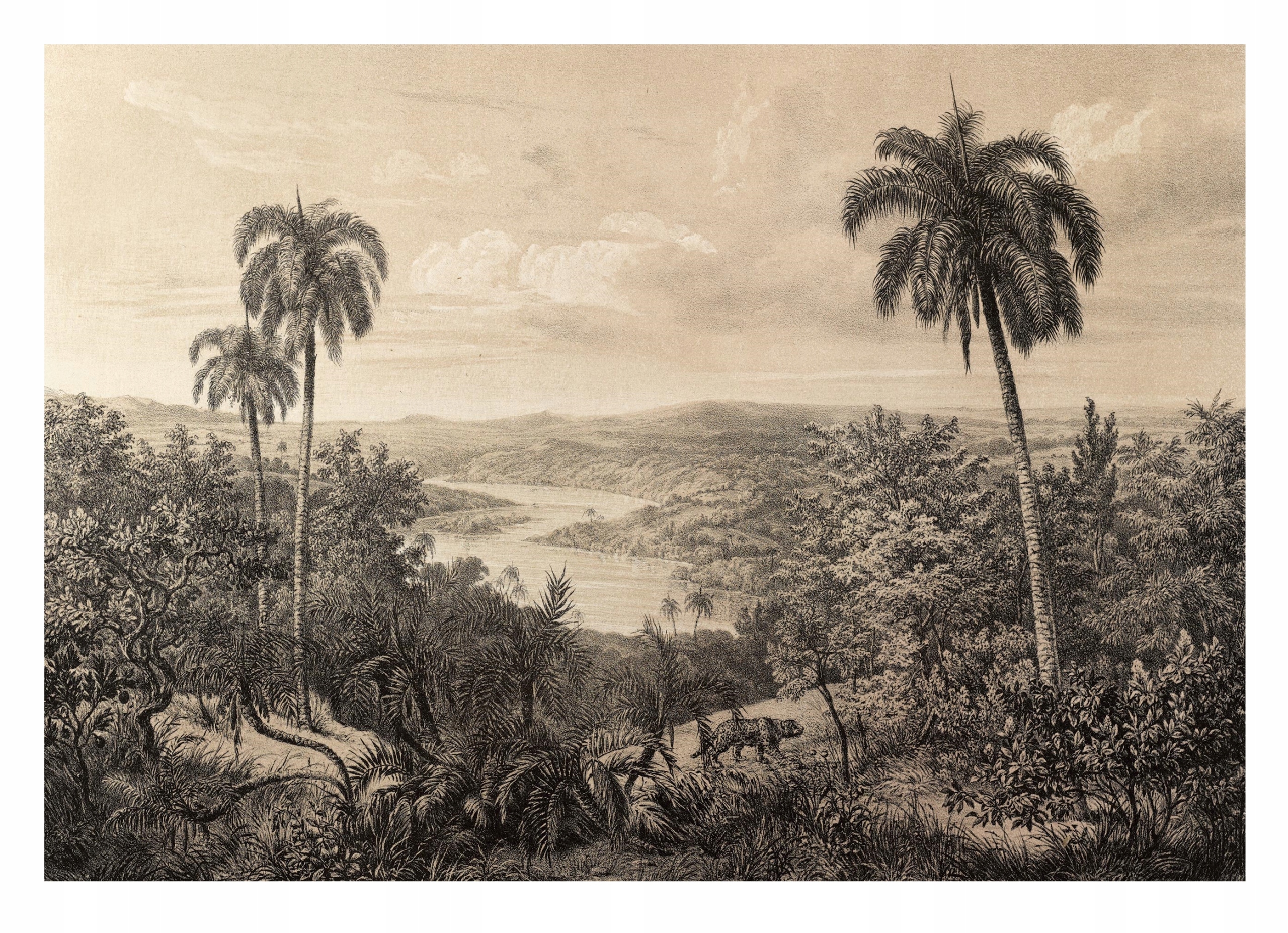 Fototapeta Džungľa Vintage Retro Sepia 312x219