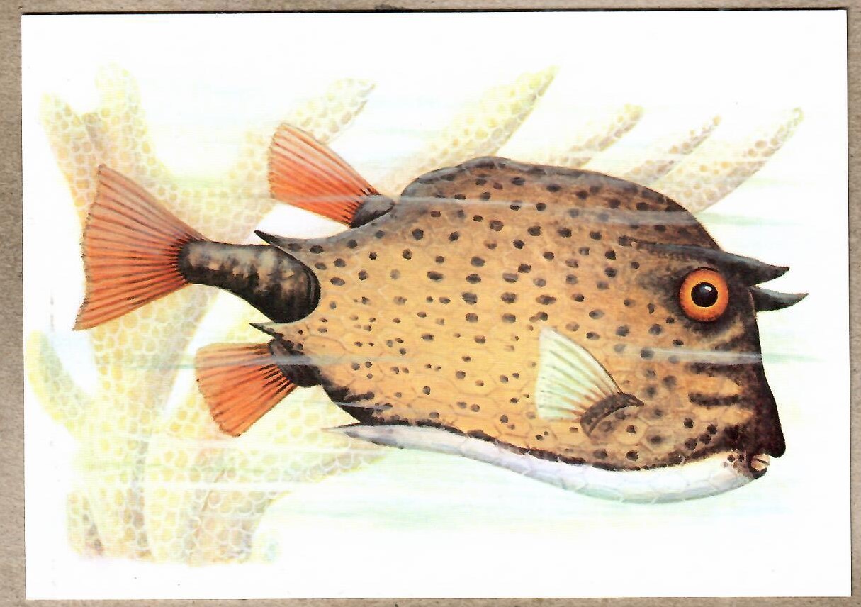 S, Tome e Principe, ryba