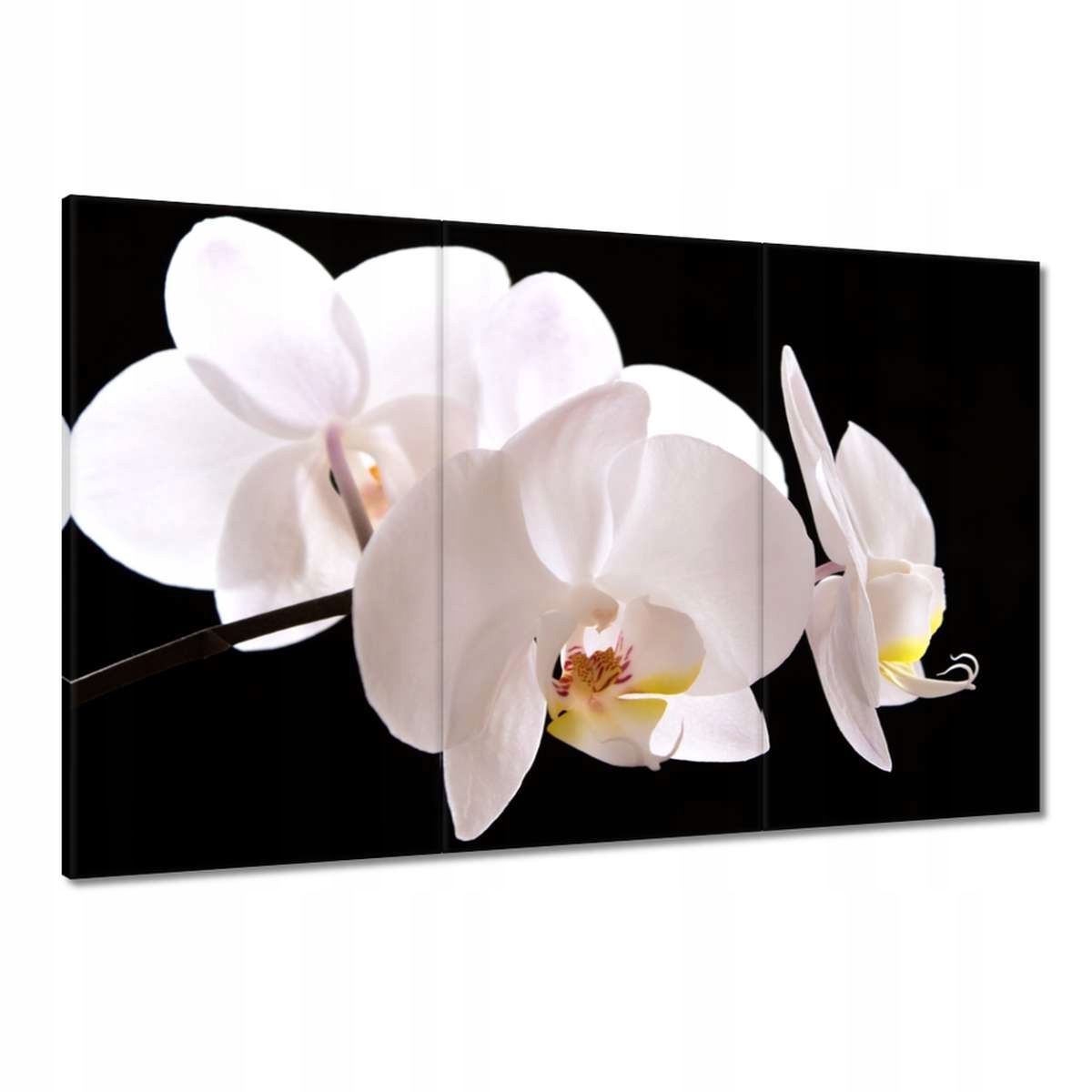 Obrazy 120x80 Bílý orchidej