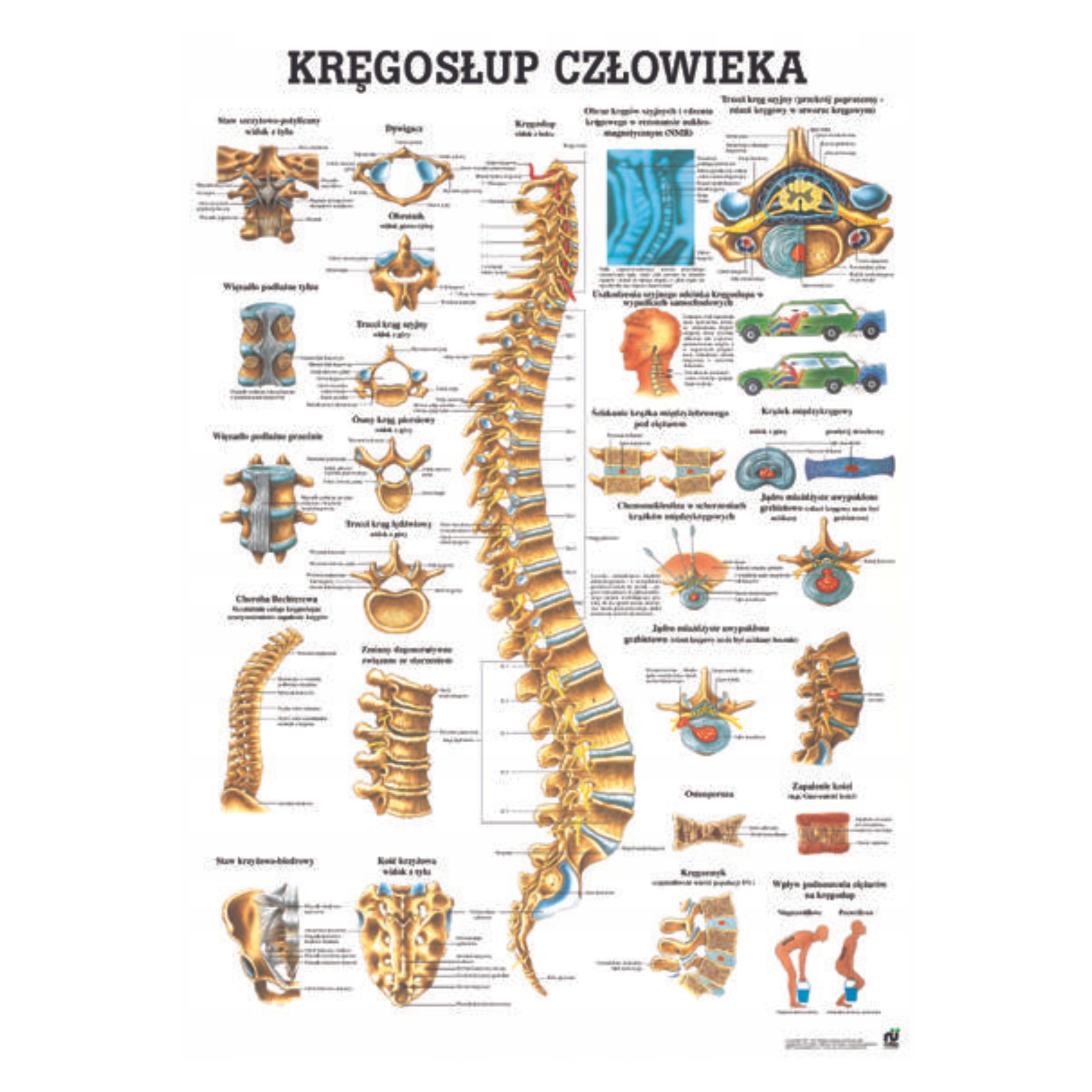 Anatomia Tablica anatomiczna Kręgosłup Człowieka