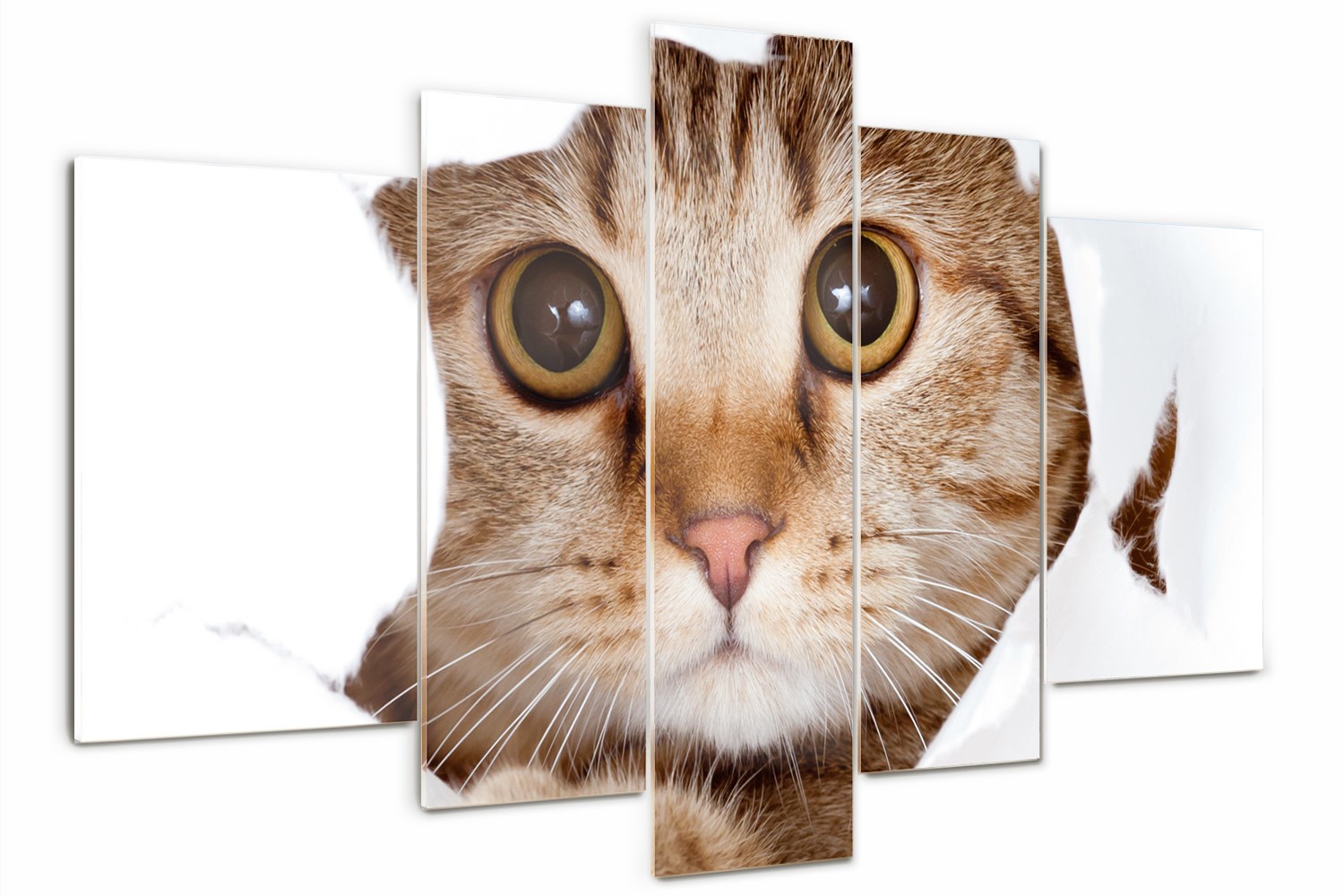 

Foto Obraz szklany duży tryptyk nowoczesny Kot