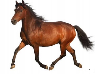 TERMO NAKLEJKA APLIKACJA NAPRASOWANKA KOŃ K34