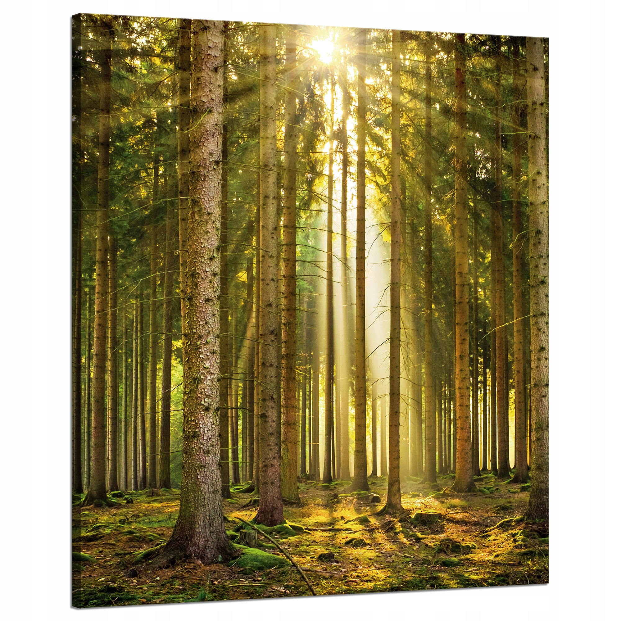 Obraz na plátně Les Stromy Slunce Příroda Jaro 80x100 cm