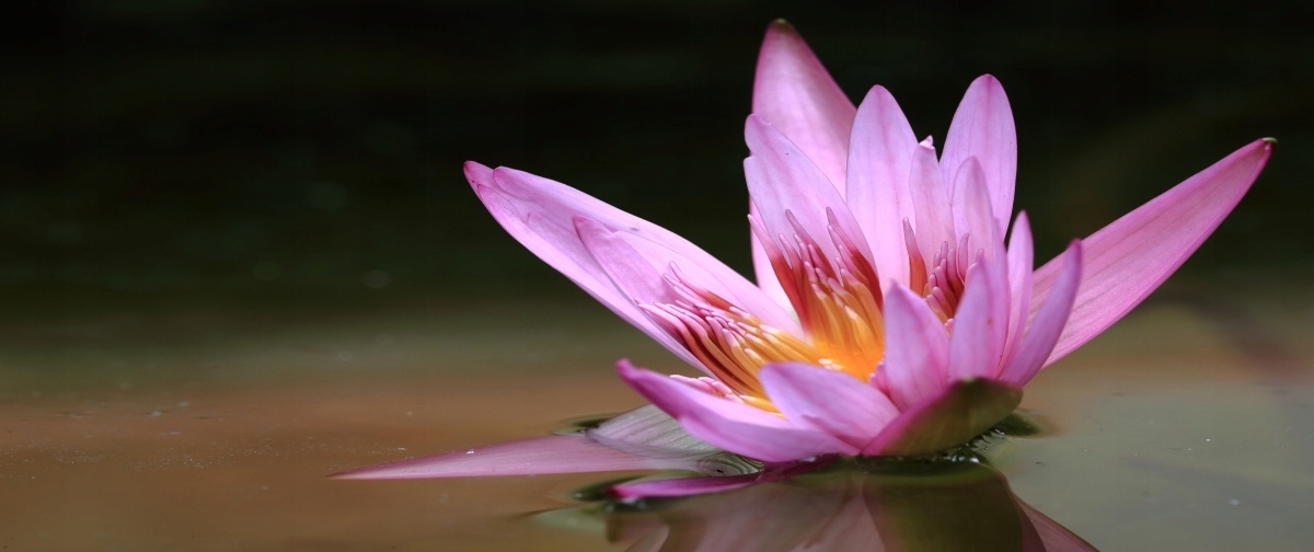 

Tapeta flizelinowa Staw Lotos 250x104