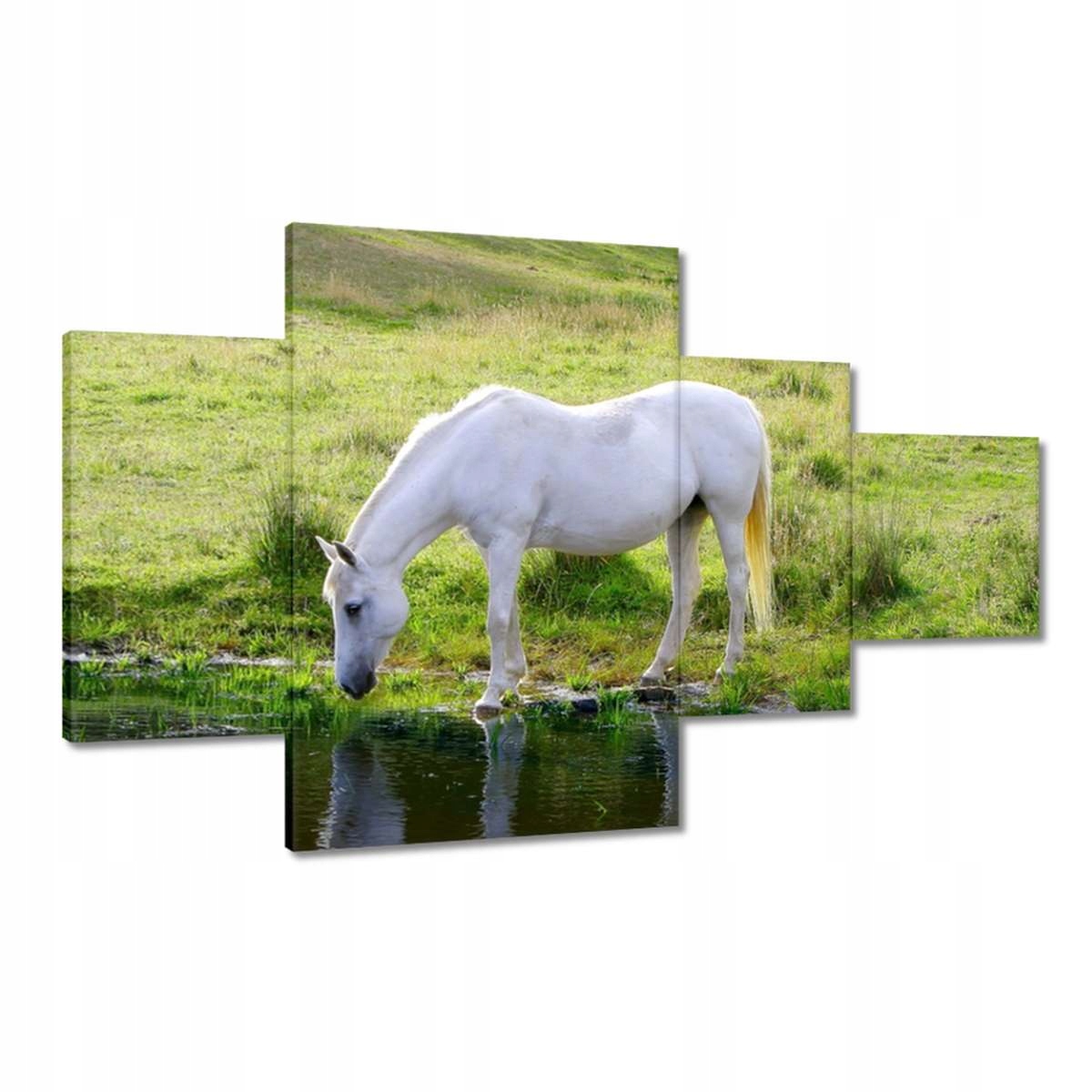 Obrazy 130x80 Bílý kůň