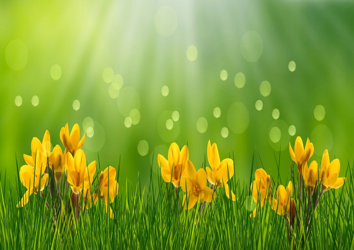 

Fototapeta Flizelinowa Krokusy Wielkanoc 208x146