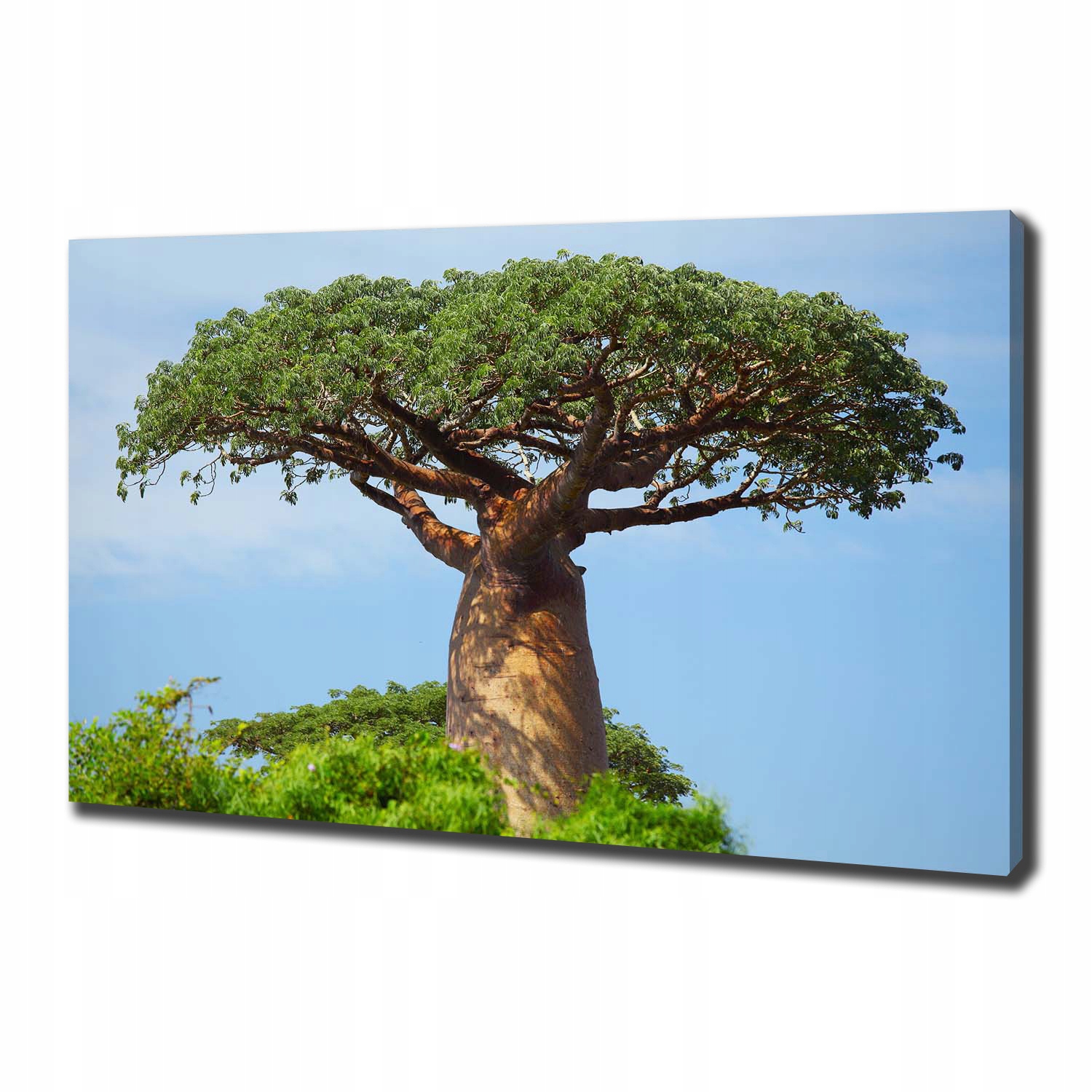 

Duży foto obraz na ścianę canvas Baobab 100x70 cm