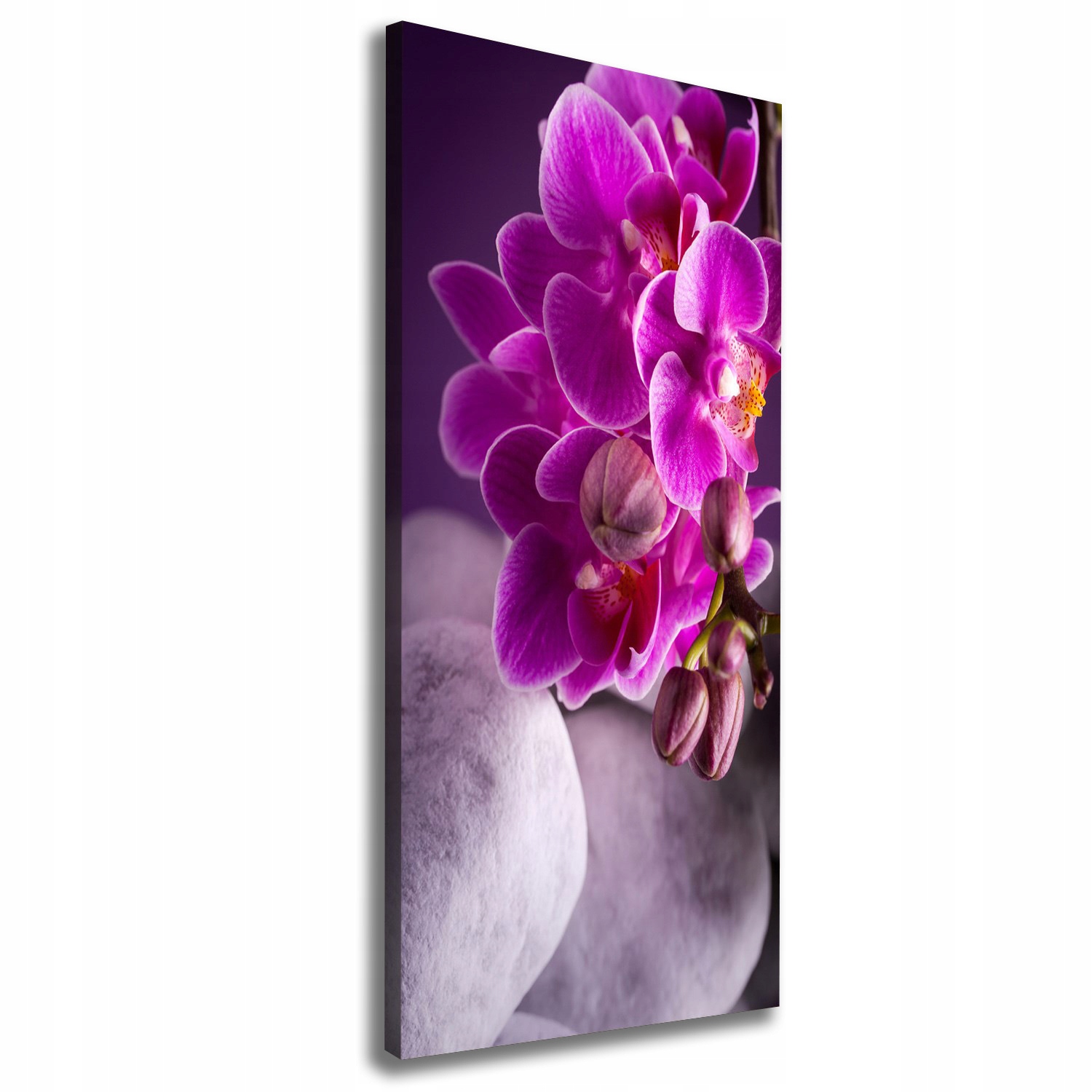 

Foto obraz na płótnie Różowa orchidea 50x125 cm