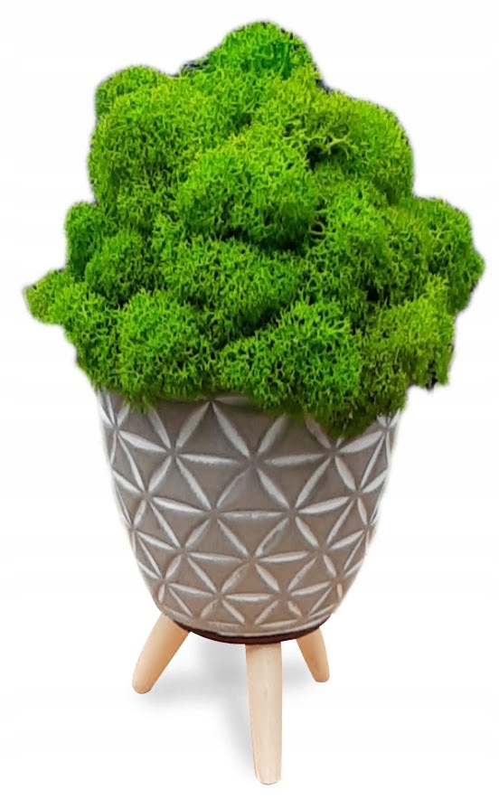 

Mech Chrobotek Reniferowy W Doniczce Dekoracja