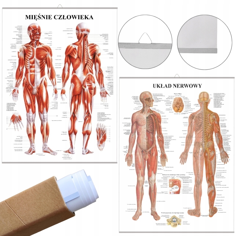 Plansze tablice anatomiczne Mięśnie I Nerwy Pl