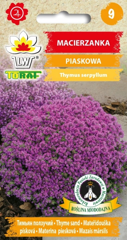 MATERINA DÚŠKA PURPUROVÁ (THYMUS SERPYLLUS)