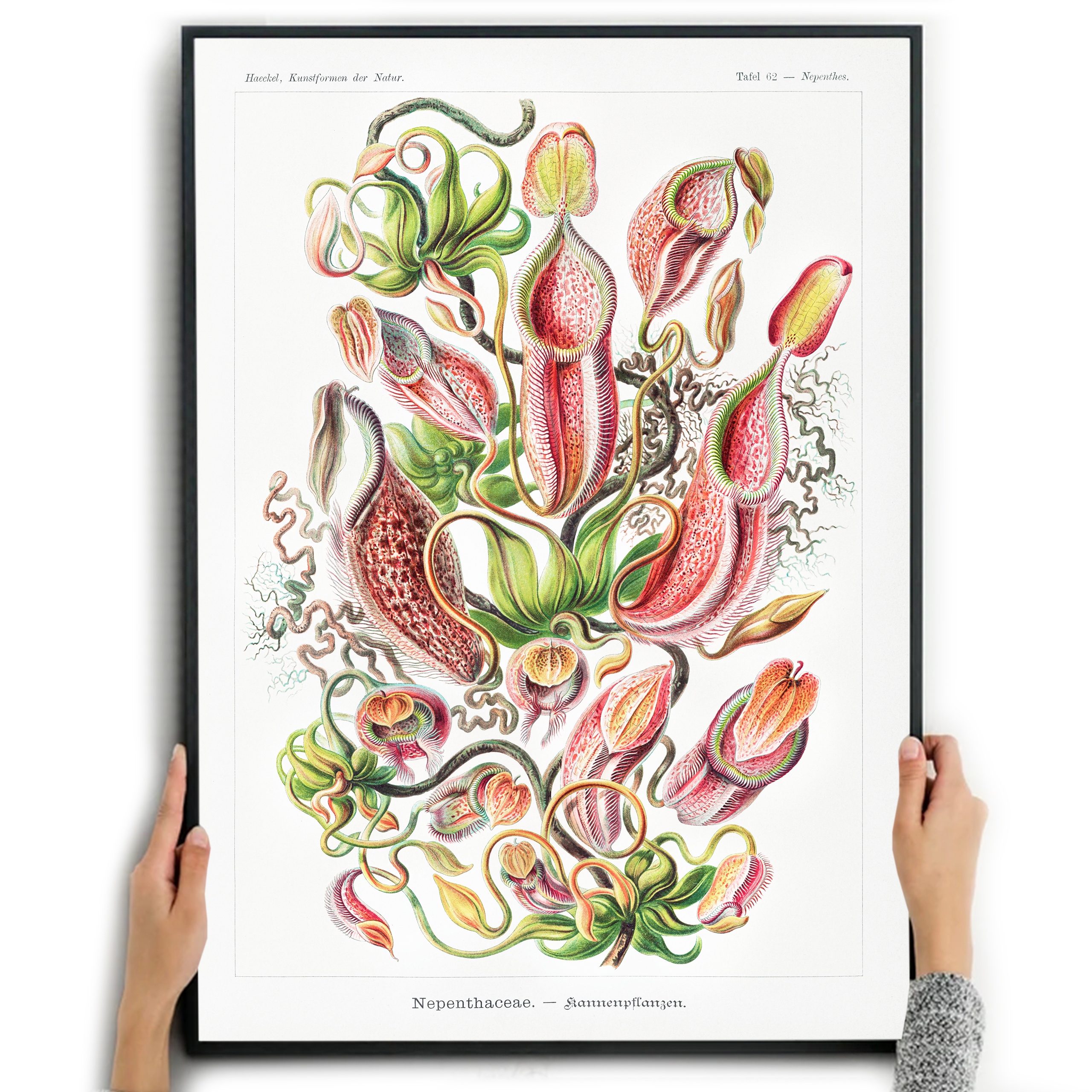 

Plakat Obraz Kwiaty Morskie Ernst Haeckel A3