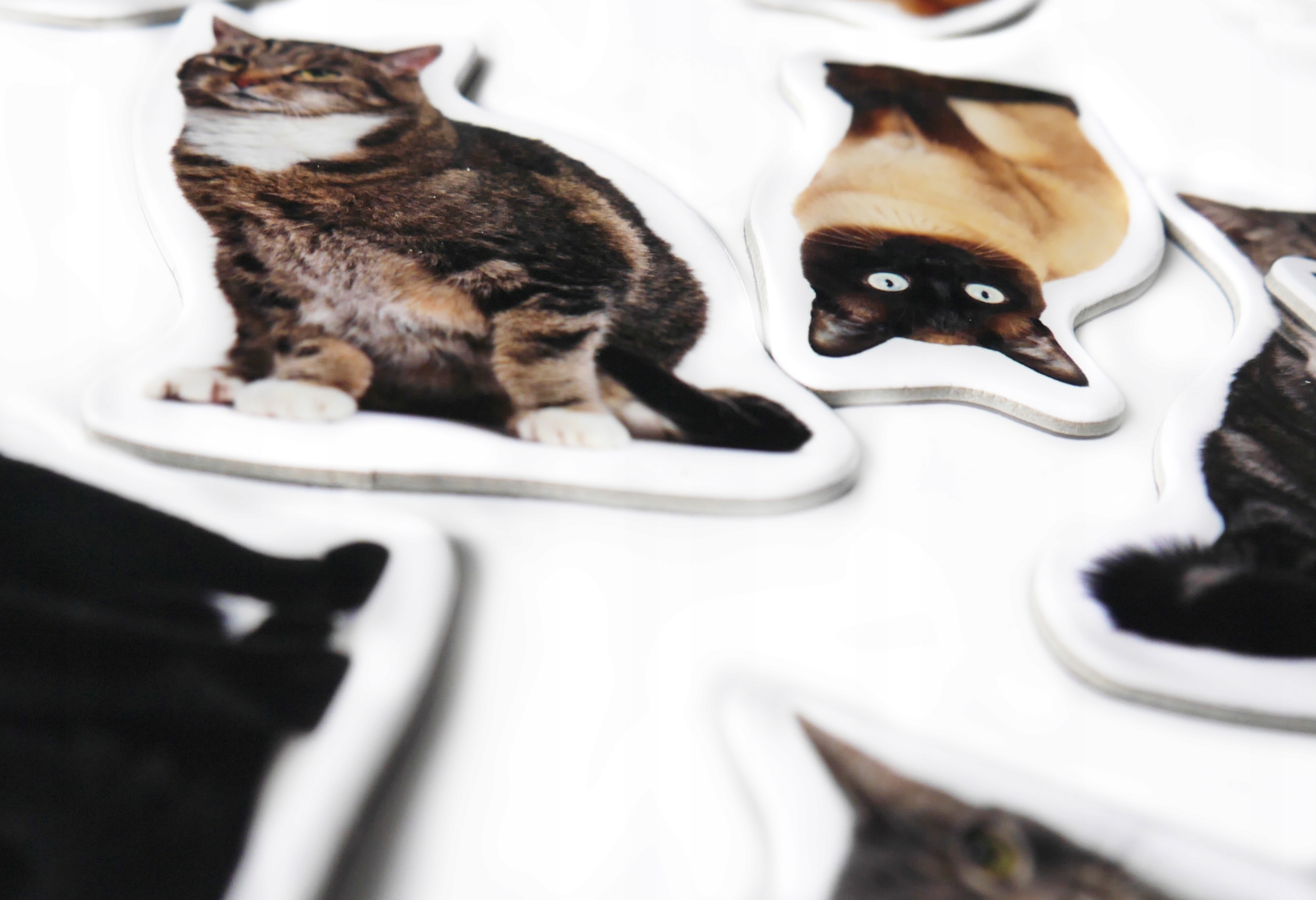 Magnesy na lodówkę poznaję RASY KOTÓW TEKTURA Marka Media Mag