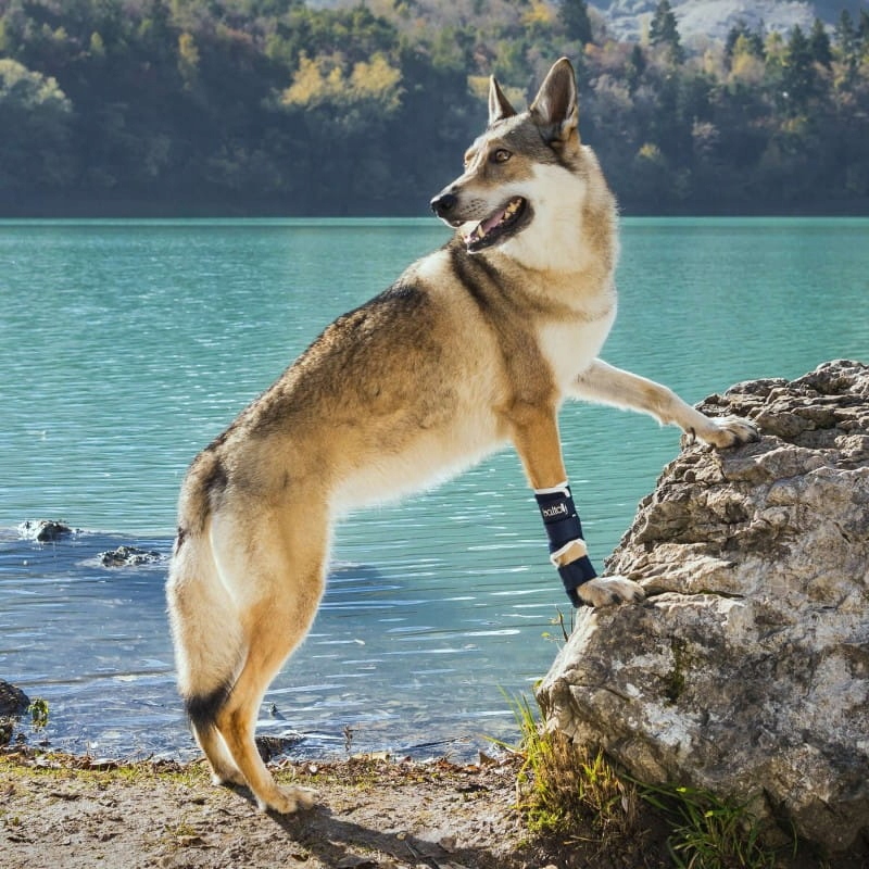 Levně Ortéza na tlapku psa Balto [velikost L]