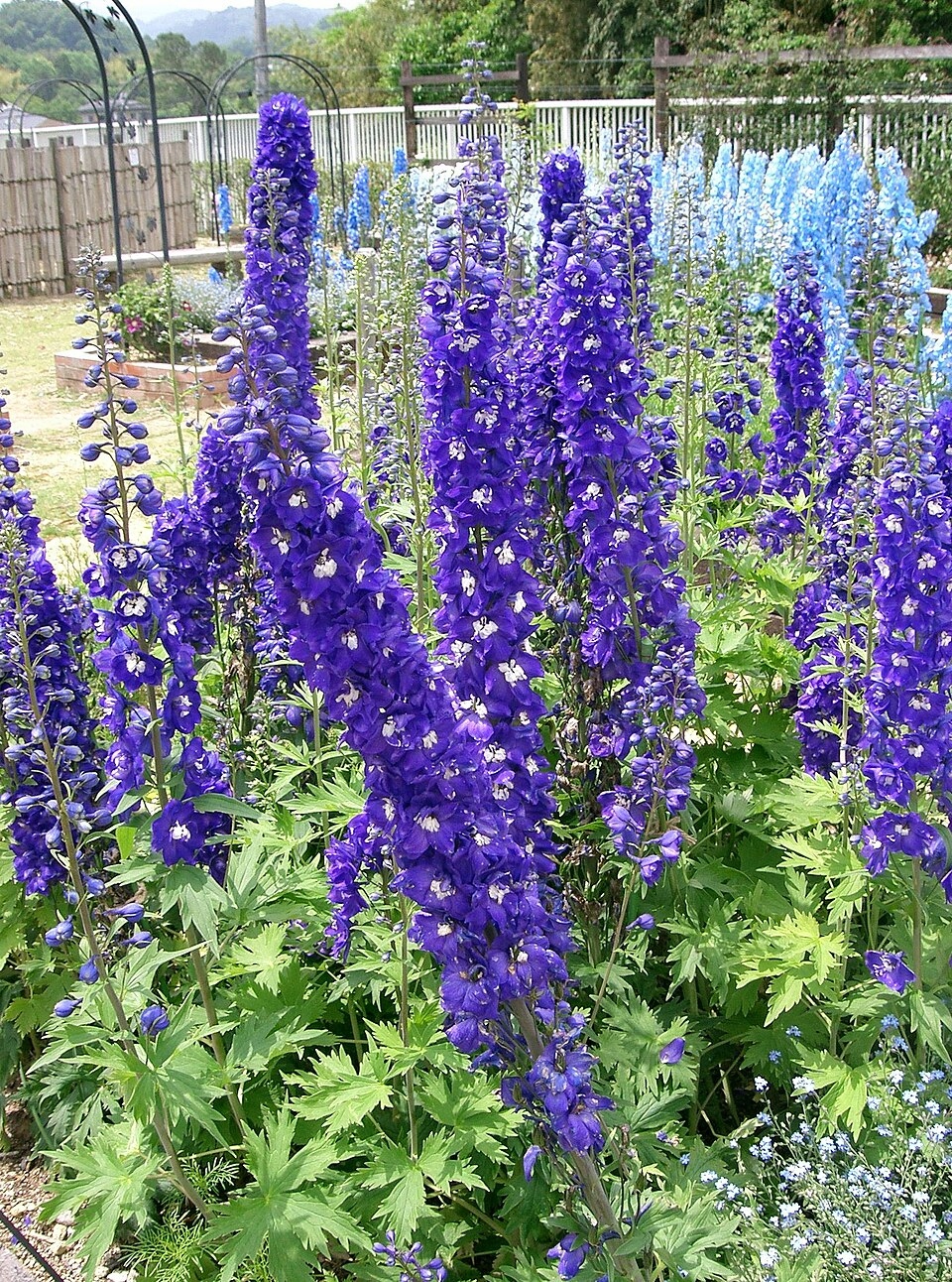 OSTRÓŻKA OGRODOWA - DELPHINIUM X CULTORUM - MIX KOLORÓW