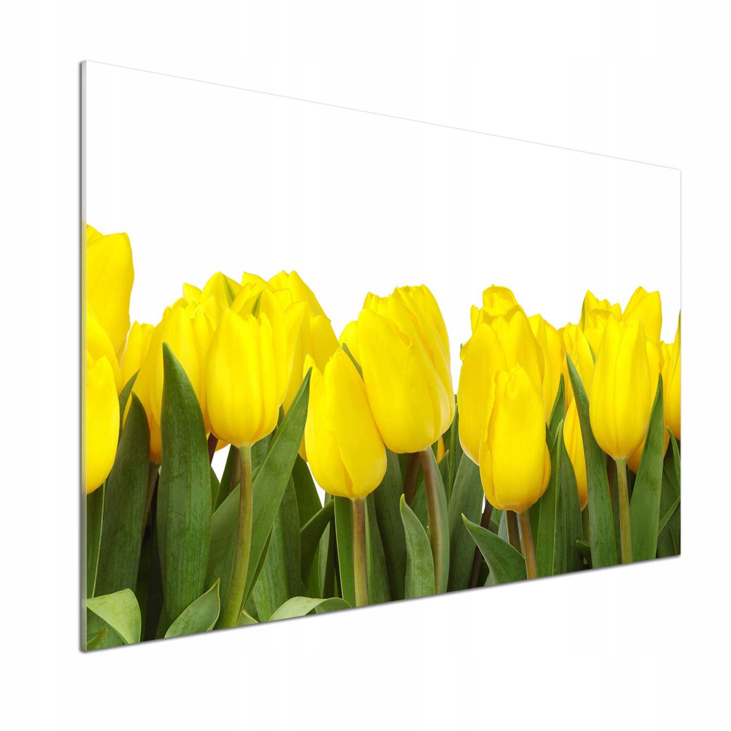 Panel do kuchyne Žlté tulipány 100 x 70 cm Lepidlo