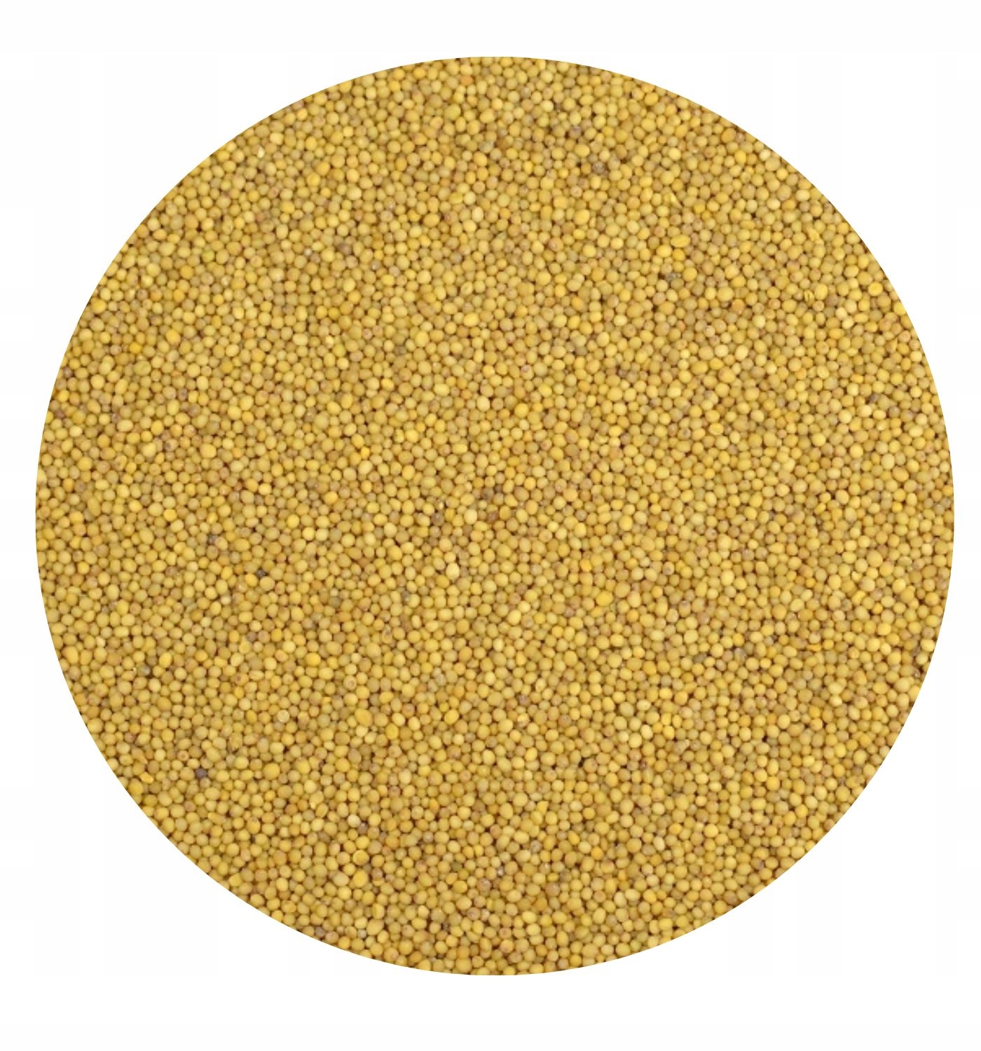 GORCZYCA ŻÓŁTA poplon NASIONA ziarno 25KG