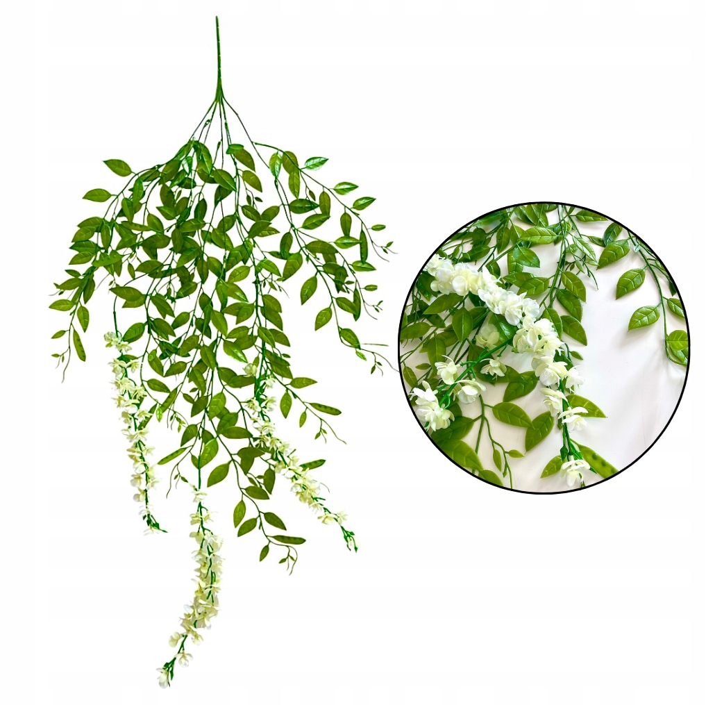 

Ruskus wisteria girlanda zwis ruskusa glicynii