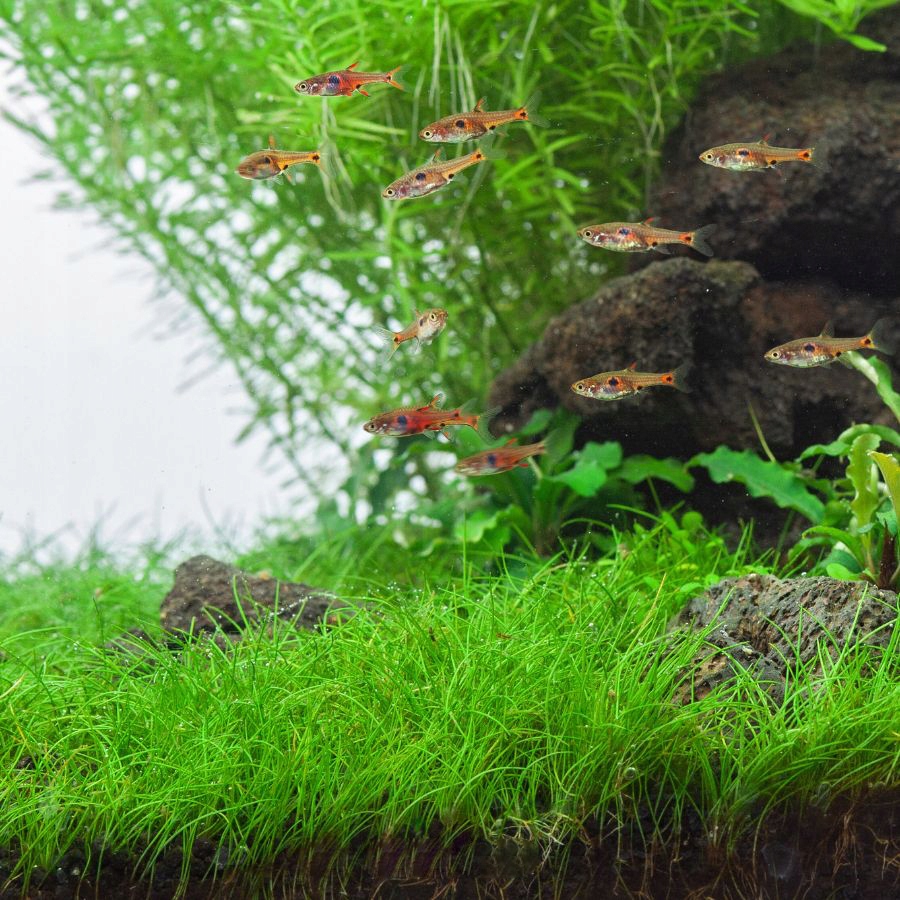 Eleocharis parvula (in-vitro) puszka 10cm XXL