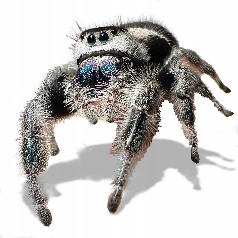 Phidippus regius white bahamas SKAKUNY L2-3