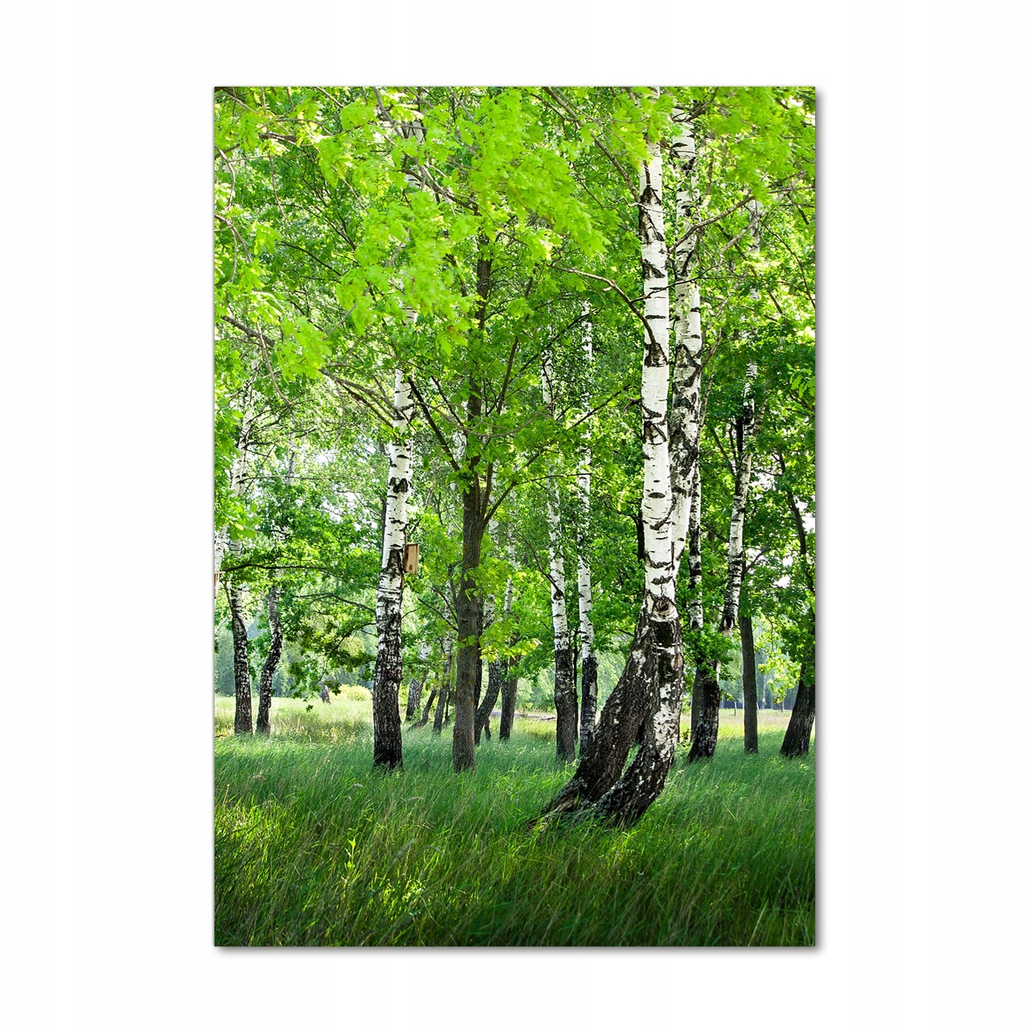 

Foto obraz szkło hartowane Las brzozowy 70x100 cm